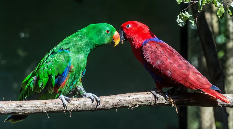 Eclectus Parrot